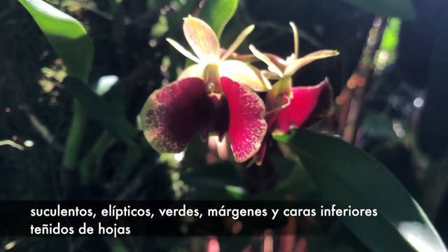 Epidendrum Kockii