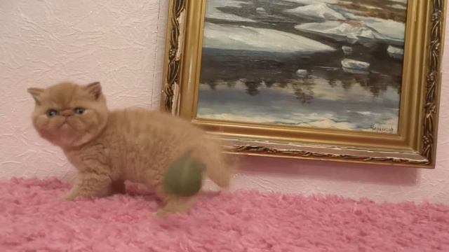 Экзотический короткошерстный котенок красного окраса на продажу Exotic Shorthair Kitten For Sale