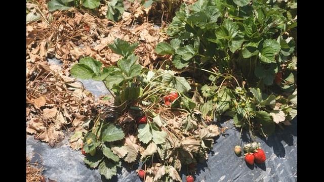Земляника садовая посадка, уход и особенности выращивания смотреть онлайн