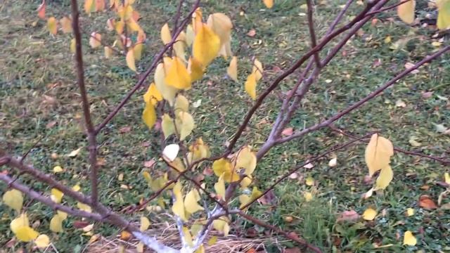 Немного о летней пинцировке и формировке абрикоса в Подмосковье смотреть онлайн