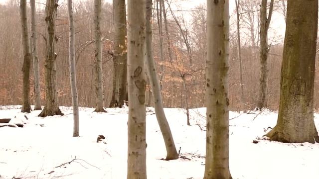 Ризеншнауцер Гамлет Львів зима