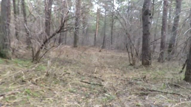 Сосновые ветки спилены, сломаны в бору Кемерово смотреть онлайн