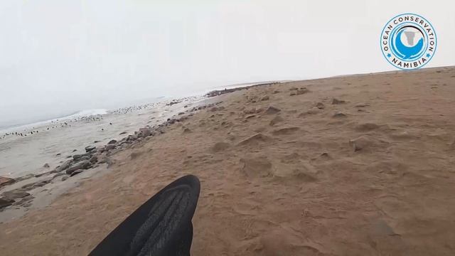 Seal Rescued from Deep Cut смотреть онлайн