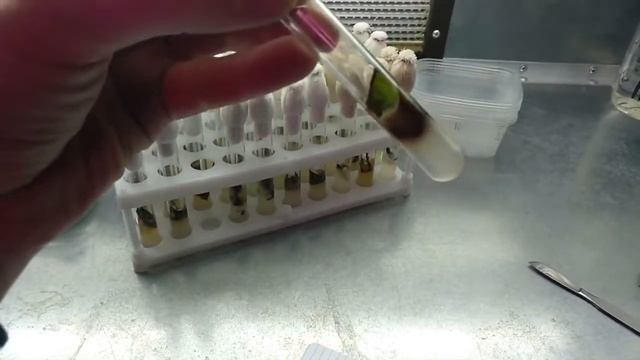 [08] Результаты стерилизации в белизне и марганцовке смотреть онлайн