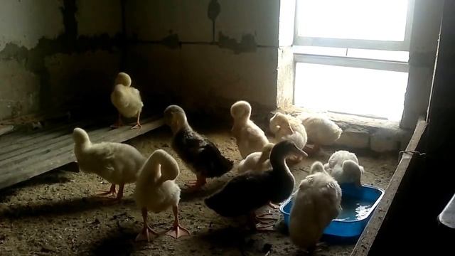 утята 3-4 недели. смотреть онлайн