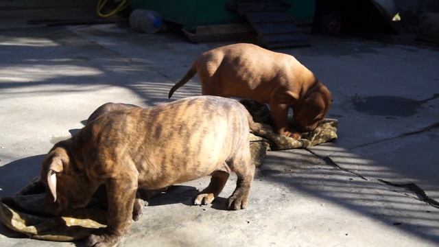 Щенки (порода бандог) - 1,5 месяца смотреть онлайн