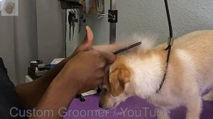 How to Mohawk Bella Cairn Terrier