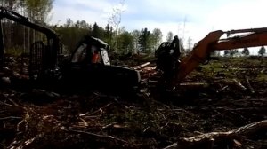 Харвестер на базе экскаватора Hyundai, вытаскивает форвардер Амкодор