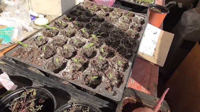 Киев 28 марта. Рассада. Внимательно СОЛНЦЕ ! смотреть онлайн