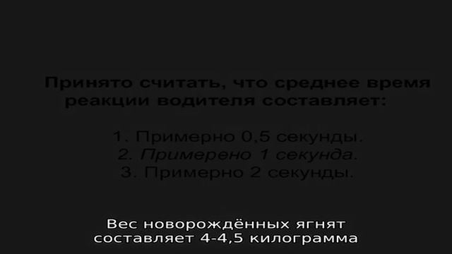 Каракульская порода овец