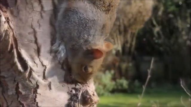 Белочка ест кору. Как кушает белка. Белка на дереве смотреть онлайн