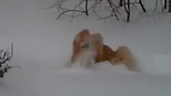 снежная прогулка пекинеса Виски