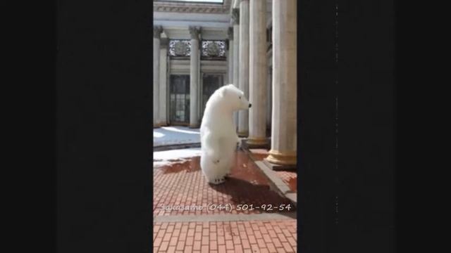 Белый медведь и панда смотреть онлайн