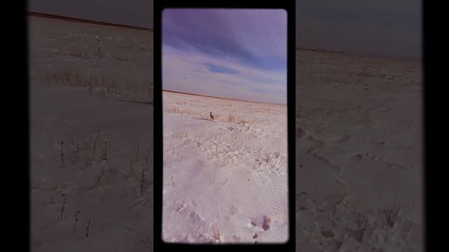 Охота зимой на зайца