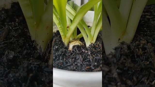 splitting plants with bulbs (Drimiopsis Kirkii) смотреть онлайн