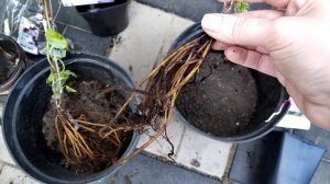 Клематисы из Гаршинки/Обзор посылки/Что стало с саженцами через 2 недели/Мое разочарование.