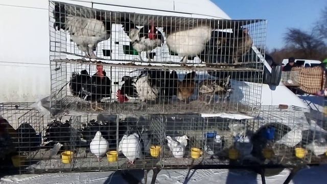 Виставка ярмарка Тернопіль аеропорт 09.02.2020. смотреть онлайн