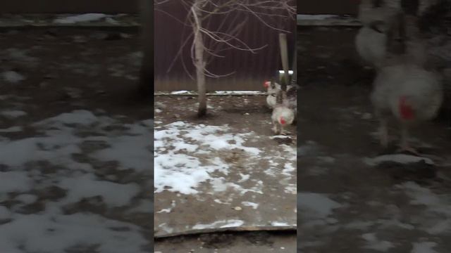 Насколько выгодно держать кур и какие породы? смотреть онлайн
