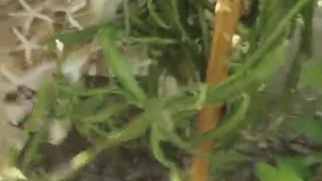 Обзор миох новых кактусов и суккулентов ЧАСТЬ 2 смотреть онлайн