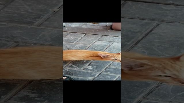 Рыжий котик у магнита