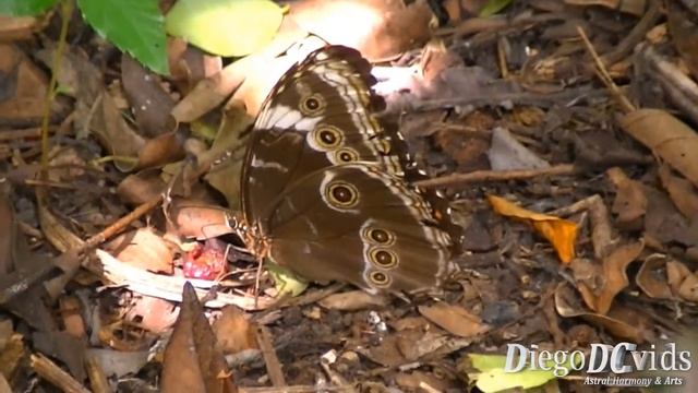 Morpho menelaus tenuilimbata - Lepke - Borboleta azul - Morpho Butterfly (Morphinae) смотреть онлайн