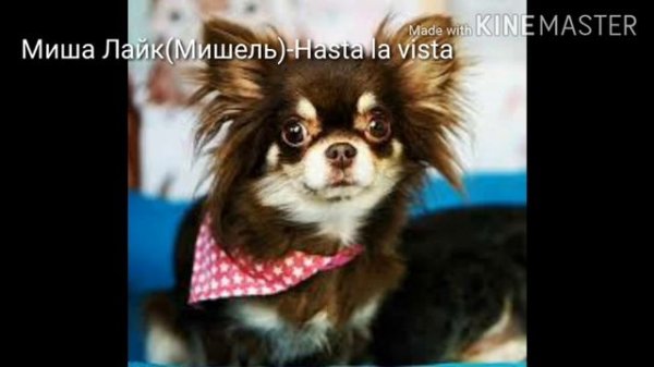 Песни в головах волшебных питомцев с канала Magis Pets