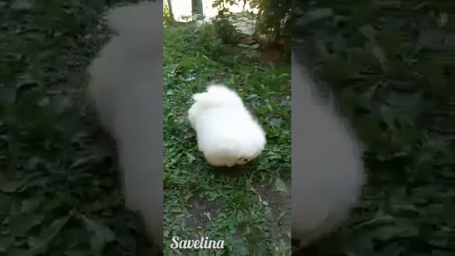 Питомник пекинесов "Савелина" - Офелита продаётся смотреть онлайн