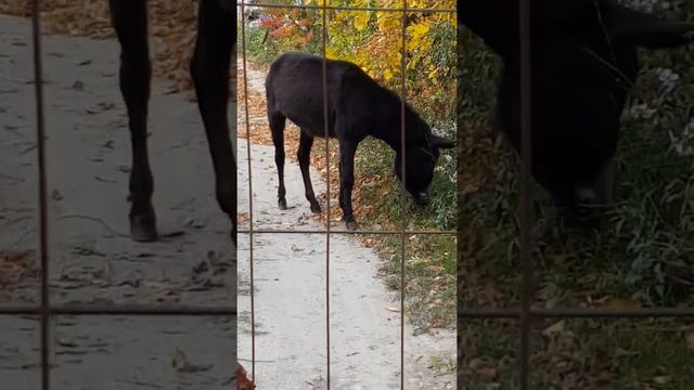 Blackdog, Ratlík a Somárik смотреть онлайн