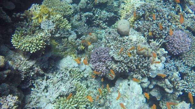 Red Sea Scuba Diving at Hurghada Small Giftun Islands смотреть онлайн
