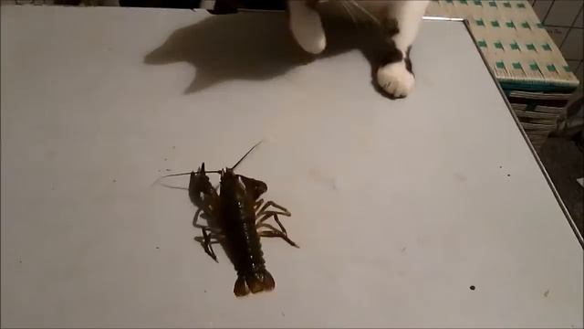 Кот рак смотреть онлайн