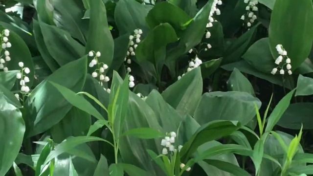 Ландыши, Мая Привет смотреть онлайн