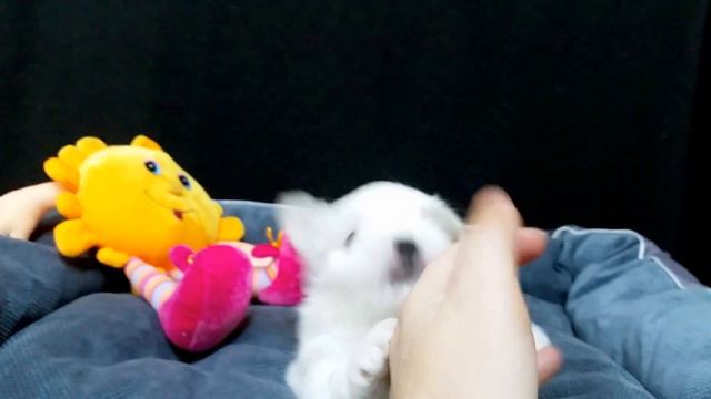 Малыши мальтезе. Мальчик Нонны 1 мес. смотреть онлайн