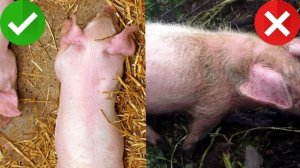 Выбираем для покупки здорового крепкого поросенка