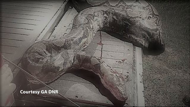 Python in Southwest Georgia смотреть онлайн