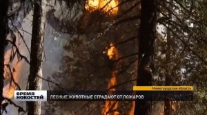 Животные страдают от лесных пожаров