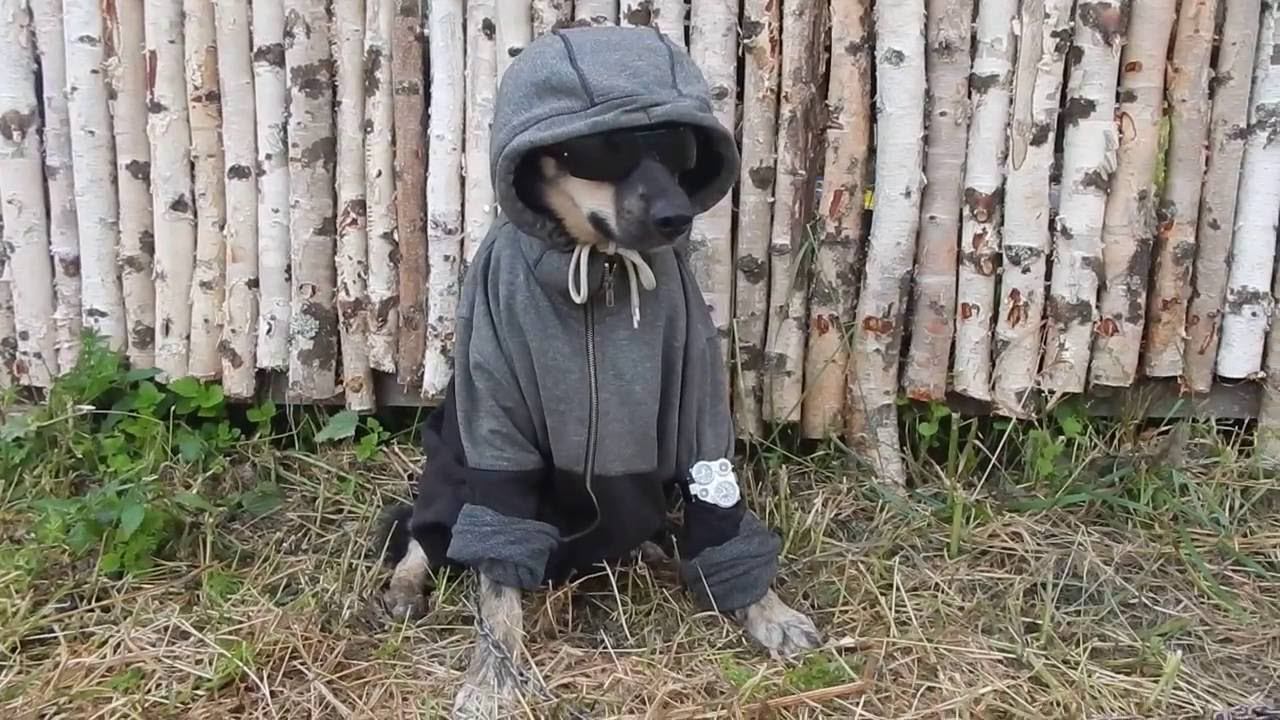 Блэк пёс. смотреть онлайн