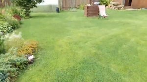 Газон с микроклевером.  Какие семена газона выбрать?