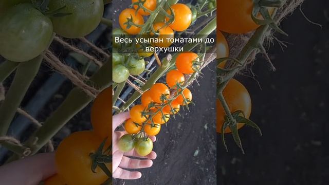 МЕГА урожайный сладкий томат, фаворит миллионов любителей томатов, должен быть у каждого #shorts смотреть онлайн