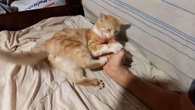 вечерело... время битвы... начало;)