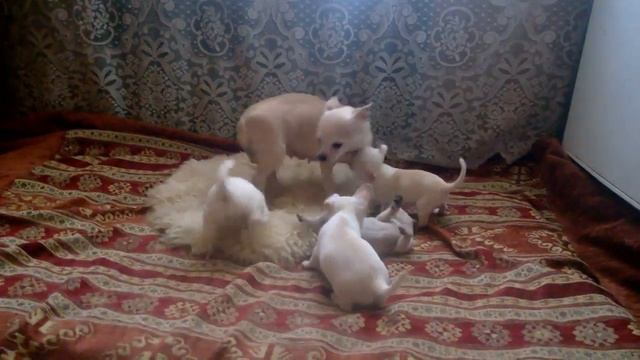 Щенки чихуахуа 1,5 месяца смотреть онлайн