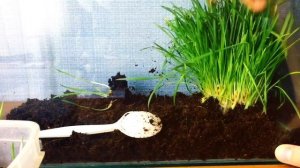 КАК СДЕЛАТЬ ТЕРРАРИУМ ДЛЯ ЯЩЕРИЦ