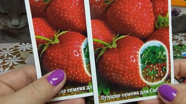🍓🍓🍓 ПОСЕВНАЯ - 2019: "КЛУБНИКА".МОЙ ВЫБОР. смотреть онлайн