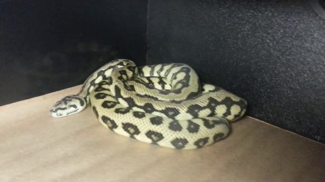 Magic Carpet Python collection and breeding update смотреть онлайн