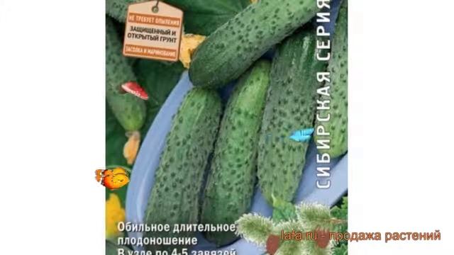 Огурец обыкновенный Шустрец-молодец F1 ? обзор: как сажать, семена огурца Шустрец-молодец F1 смотреть онлайн