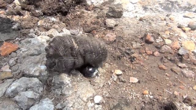 Dung beetle versus the motherload in HD смотреть онлайн