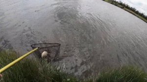 Ловля карпа на Макуху! Как наловить много рыбы!