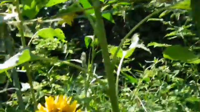 HOW TO MEND / REPAIR A SUNFLOWER LEAF STALK / PETIOLE смотреть онлайн