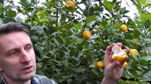 мандарин C. reticulata "Keraji"