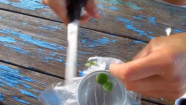 Бакопа- самый эффективный способ размножения черенками. смотреть онлайн