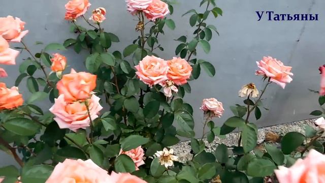 РОЗЫ! Приглашаю вас в мой цветущий розарий. Всё о розах. Уход за розами. Как выращивать розы. смотреть онлайн